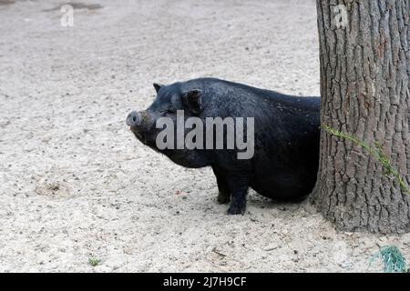 Ein schwarzes Schwein blickt hinter einem Baumstamm hervor. Das schwarze Hausschwein ruht im Zoo unter der Sonne. Stockfoto