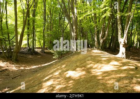 Ambreside Banks Epping Forest Essex England Großbritannien Stockfoto