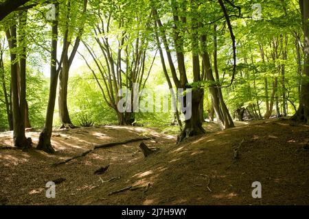 Ambreside Banks Epping Forest Essex England Großbritannien Stockfoto
