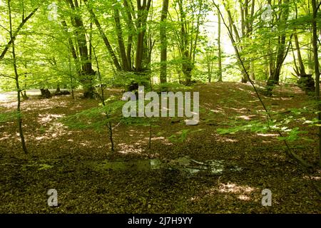 Ambreside Banks Epping Forest Essex England Großbritannien Stockfoto
