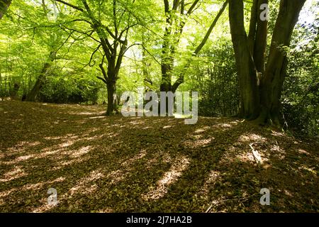 Ambreside Banks Epping Forest Essex England Großbritannien Stockfoto
