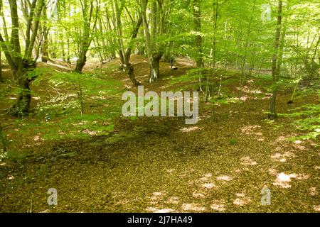 Ambreside Banks Epping Forest Essex England Großbritannien Stockfoto
