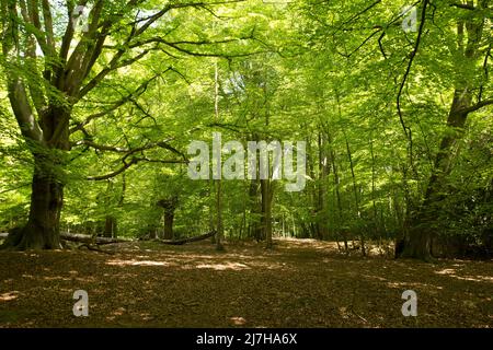 Ambreside Banks Epping Forest Essex England Großbritannien Stockfoto