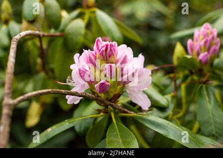 Viele rosafarbene Rhododendron-Knospen im Frühlingsgarten Stockfoto