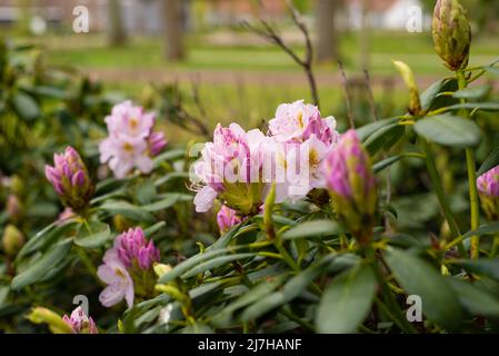 Viele rosafarbene Rhododendron-Knospen im Frühlingsgarten Stockfoto