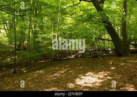 Ambreside Banks Epping Forest Essex England Großbritannien Stockfoto