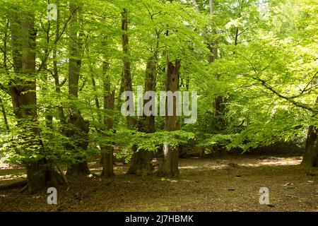 Ambreside Banks Epping Forest Essex England Großbritannien Stockfoto