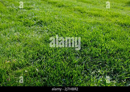 Wiese mit frischem, gesättigtem grünen Gras, chaotisch angeordnete Grashalme im Frühjahr, hellgrüner saftiger Rasen Stockfoto