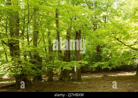 Ambreside Banks Epping Forest Essex England Großbritannien Stockfoto