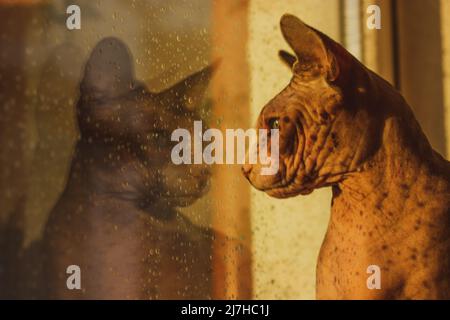 Die kahle kanadische Spynx-Katze schnüllt in warmem Sonnenlicht und schaut weg, sitzt auf dem Fensterbrett und schaut an regnerischen Tagen aus dem Fenster. Katze Haustier, Tier zu Hause. Ref Stockfoto