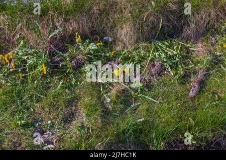 Nahaufnahme von entwurzelten, auf dem Rasen liegenden Dandelionenkräutern. Schweden. Stockfoto