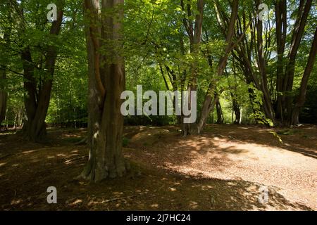 Ambreside Banks Epping Forest Essex England Großbritannien Stockfoto