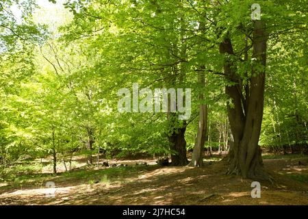 Ambreside Banks Epping Forest Essex England Großbritannien Stockfoto