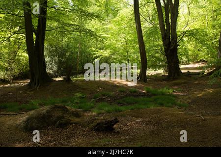 Ambreside Banks Epping Forest Essex England Großbritannien Stockfoto