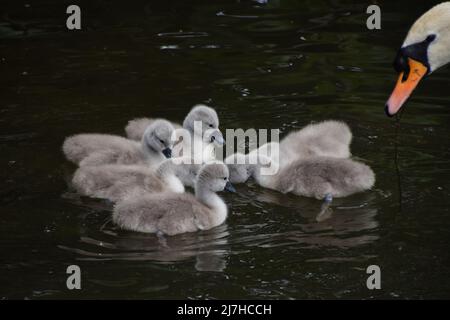 London, England, Großbritannien. 9.. Mai 2022. Neu geborene Cygnets schwimmen mit ihren Eltern im See im St James's Park. (Bild: © Vuk Valcic/ZUMA Press Wire) Stockfoto