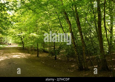 Ambreside Banks Epping Forest Essex England Großbritannien Stockfoto