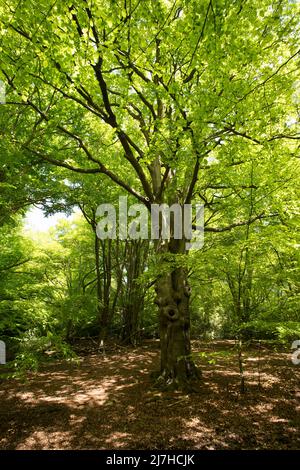 Ambreside Banks Epping Forest Essex England Großbritannien Stockfoto