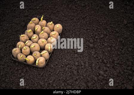 Kartoffeln mit grünen Sprossen in einem Tablett auf einem gepflügten Erdbett aussäen. Hintergrund. Das Konzept der Pflanzung und Pflege. Stockfoto