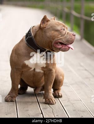 Ein Hund der amerikanischen Bully-Rasse sitzt auf dem Parkweg und schaut weg. Porträt eines Hundes in einem Sommerpark Stockfoto