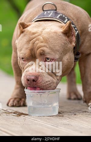 Ein amerikanischer Bully-Hund trinkt Wasser auf einem Spaziergang im Park. Ein fürsorglicher Besitzer nimmt Wasser für ein Haustier an einem heißen Tag Stockfoto