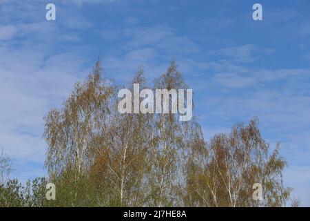 Birke am blauen Himmel mit weißen Wolken. Stockfoto