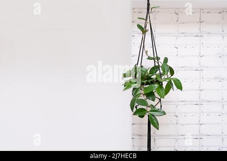 Hoya krohniana in einem weißen Topf in einem Korbmakram-Pflanzgefäß, das auf weißem Hintergrund hängt. Lacunosa-Herzblatt..Nahaufnahme einer Pflanze. Wachsartige Pflanze Stockfoto