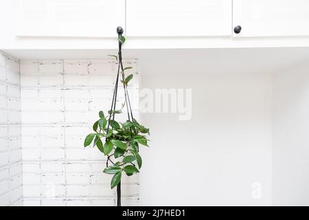 Hoya krohniana in einem weißen Topf in einem Korbmakram-Pflanzgefäß, das auf weißem Hintergrund hängt. Lacunosa-Herzblatt..Nahaufnahme einer Pflanze. Wachsartige Pflanze Stockfoto