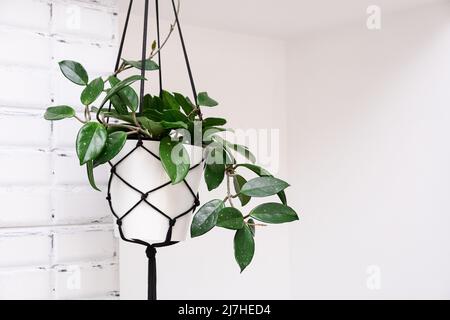 Hoya krohniana in einem weißen Topf in einem Korbmakram-Pflanzgefäß, das auf weißem Hintergrund hängt. Lacunosa-Herzblatt..Nahaufnahme einer Pflanze. Wachsartige Pflanze Stockfoto