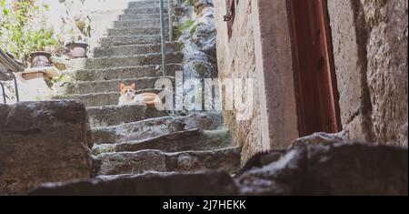 Katze saß auf Stufen Stockfoto