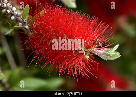Detalle de la flor del árbol del cepillo, Callistemon citrinus, en primavera Stockfoto
