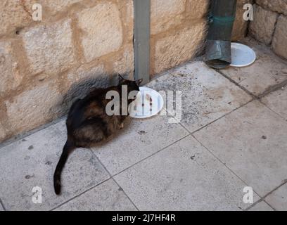 Eine streunende Straßenkatze, die von einem in Kroatien ausstehenden Teller isst. Stockfoto