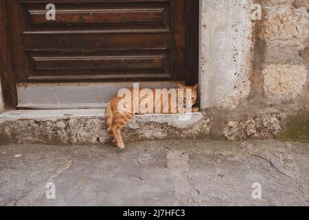 Schöne Marmelade Katze sitzt in der Tür Stockfoto