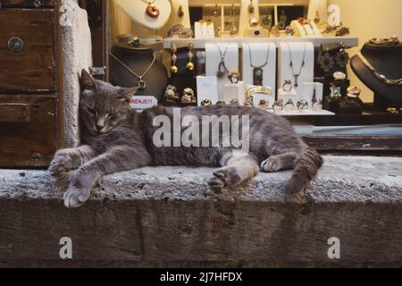 Die schöne graue Katze sitzt vor dem Juweliergeschäft Stockfoto