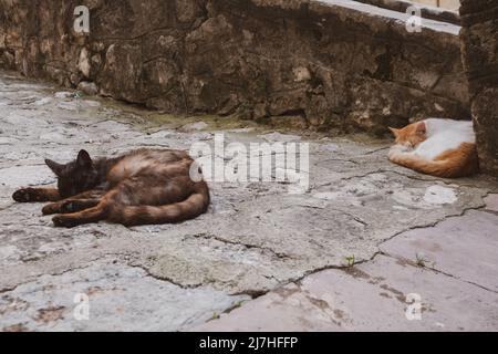 Zwei Straßenkatzen bei einem Nickerchen Stockfoto