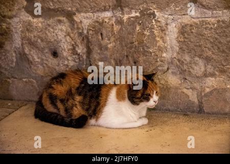 Schildkröte Muschelkatze, die nachts auf den Straßen in Dubrovnik, Kroatien, sitzt. Stockfoto