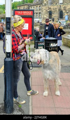 Ein irischer Wolfhound scheint während des jährlichen Holmfirth Folk Festivals ein amüsantes Gespräch mit seiner Besitzerin zu führen. Stockfoto