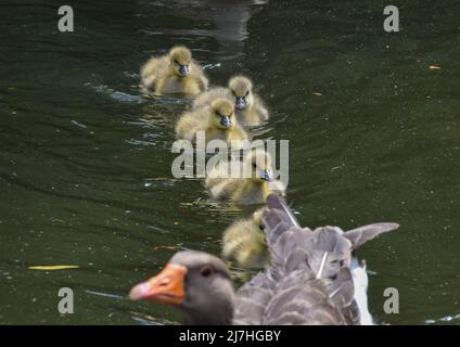 London, Großbritannien. 9. Mai 2022. Sehr junge Graugänse schwimmen mit ihren Eltern im See im St James's Park. Kredit: Vuk Valcic/Alamy Live Nachrichten Stockfoto
