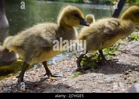 London, Großbritannien. 9. Mai 2022. Sehr junge Graugänse im St James's Park. Kredit: Vuk Valcic/Alamy Live Nachrichten Stockfoto