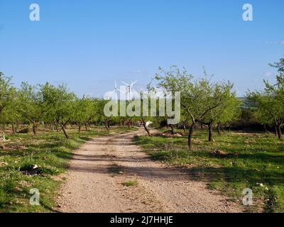 Feldweg durch Mandelbaumfeld in Kastilien La Mancha, Windmühlen im Hintergrund. Spanien. Hochwertige Fotos Stockfoto