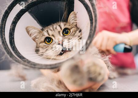 Kämmen einer Katze aus dem Pflegesalon. Katze mit Bissschutz. Stockfoto