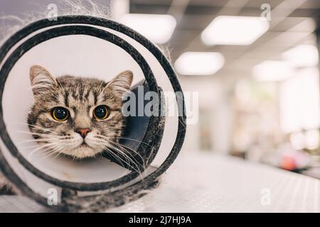 Kämmen einer Katze aus dem Pflegesalon. Katze mit Bissschutz. Stockfoto