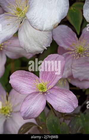 Nahaufnahme der Montana Clematis Blumen, die im Frühling blühen Stockfoto