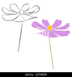 Satz von Kosmos Blume Zweig Vektor einfache Illustration isoliert auf weißem Hintergrund. Schwarze Umrisse, handgezeichnete Skizze und farbige Version. Blumen Stock Vektor