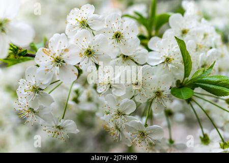 Üppige weiße Blüten auf einer Fruchtbaumbirne. Stockfoto