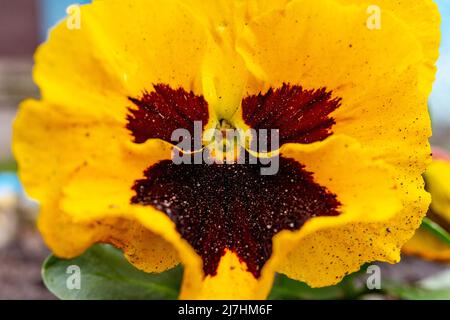 Vitrocca violett Nahaufnahme. Nahaufnahme einer Gartenblume. Stockfoto