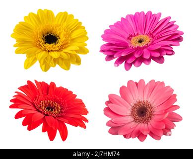 Gerbera Blumen Köpfe isoliert auf weißem Hintergrund Stockfoto