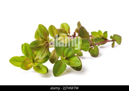 Frischer wilder Thymian isoliert auf weißem Hintergrund Stockfoto