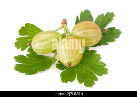 Stachelbeere (Ribes uva-crispa) isoliert auf weißem Hintergrund Stockfoto