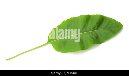Frisches Meerrettichblatt isoliert auf weißem Hintergrund Stockfoto