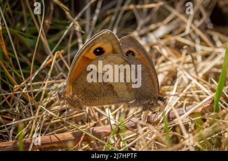Wiese Braune Schmetterlinge, die sich auf getrocknetem Gras paaren Stockfoto